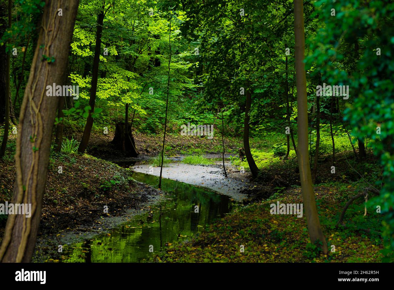 small river in the forest,low sharpness,nice soft bokeh Stock Photo