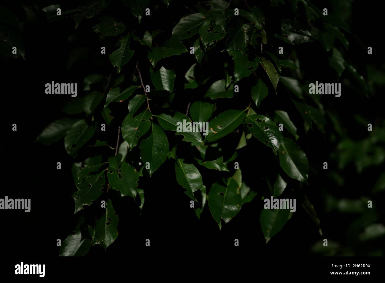 Wet leaves in forest hi-res stock photography and images - Alamy