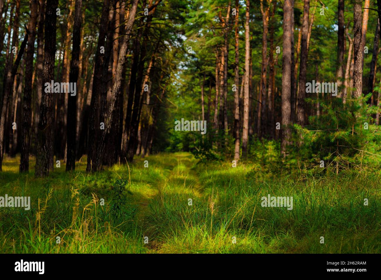 forest path in a pine forest,shallow depth of field,beautiful soft ...