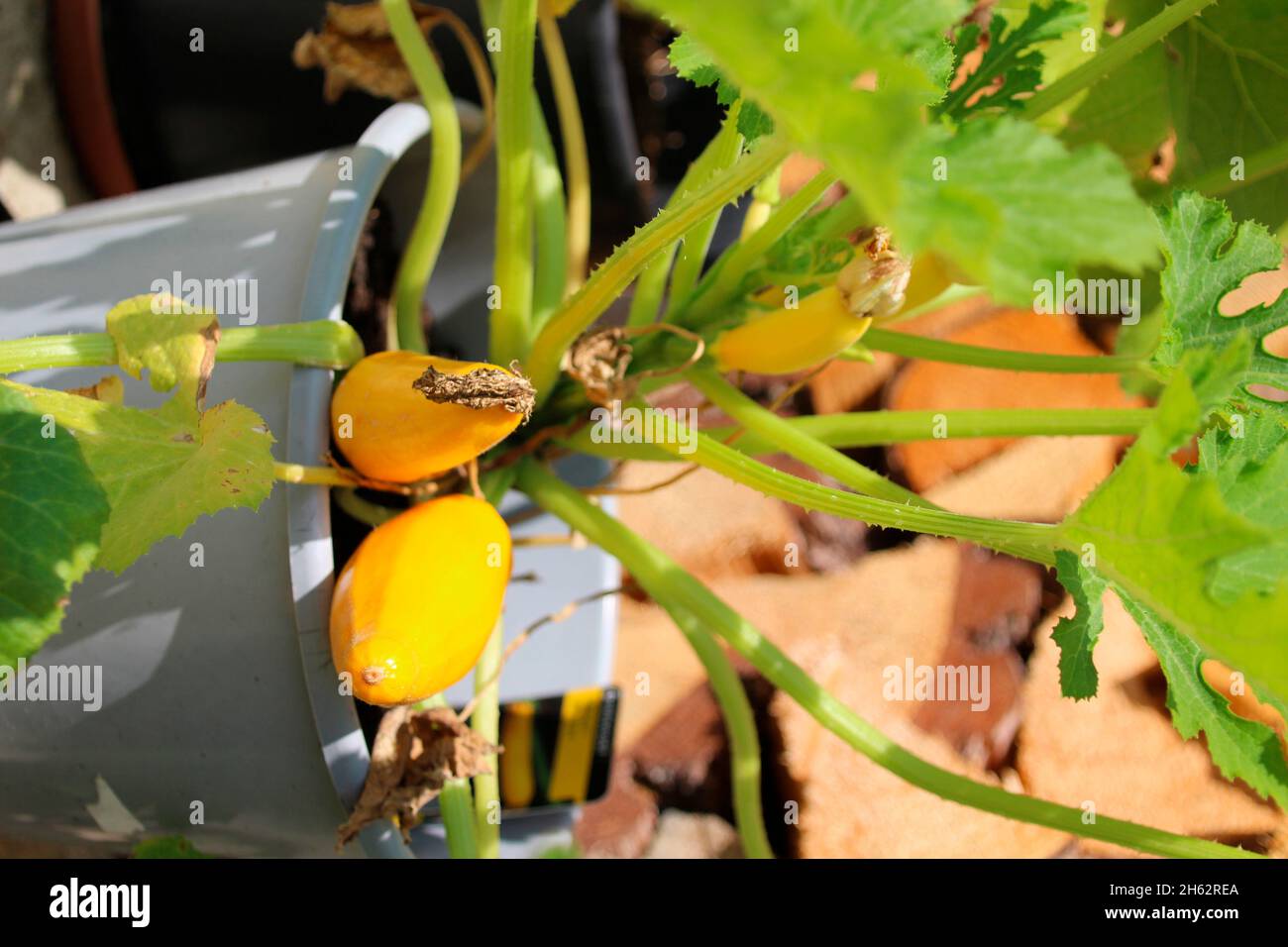 yellow zucchini plant in bucket,pot with dry flower,leaves Stock Photo
