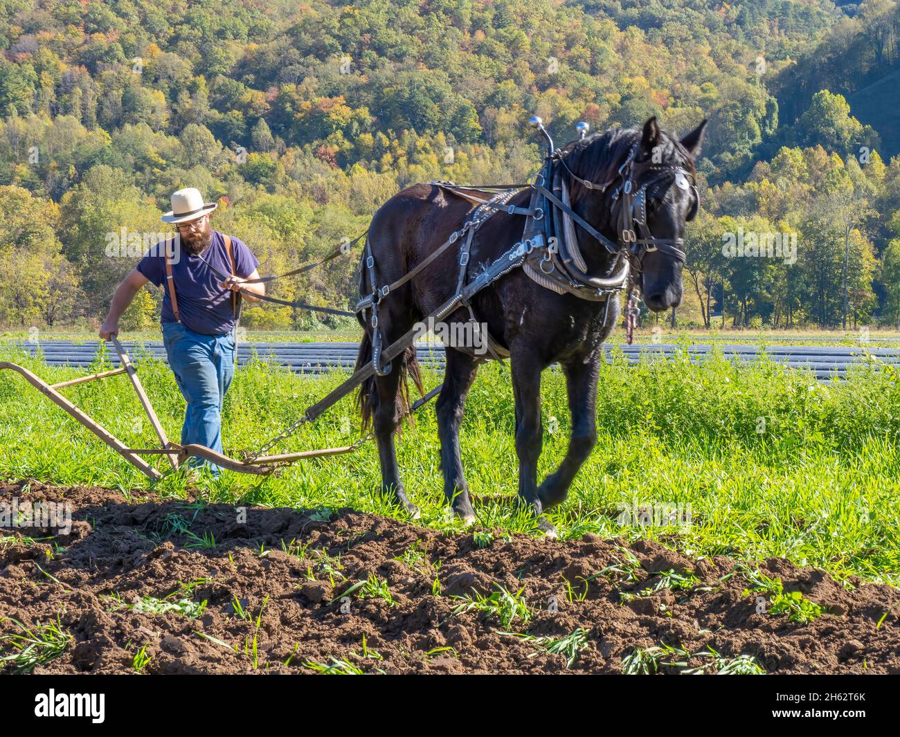 Old Fashioned farm field plowing with a horse at the Fall Fun Festival at Darnell Farms in Bryson City North Carolina Stock Photo