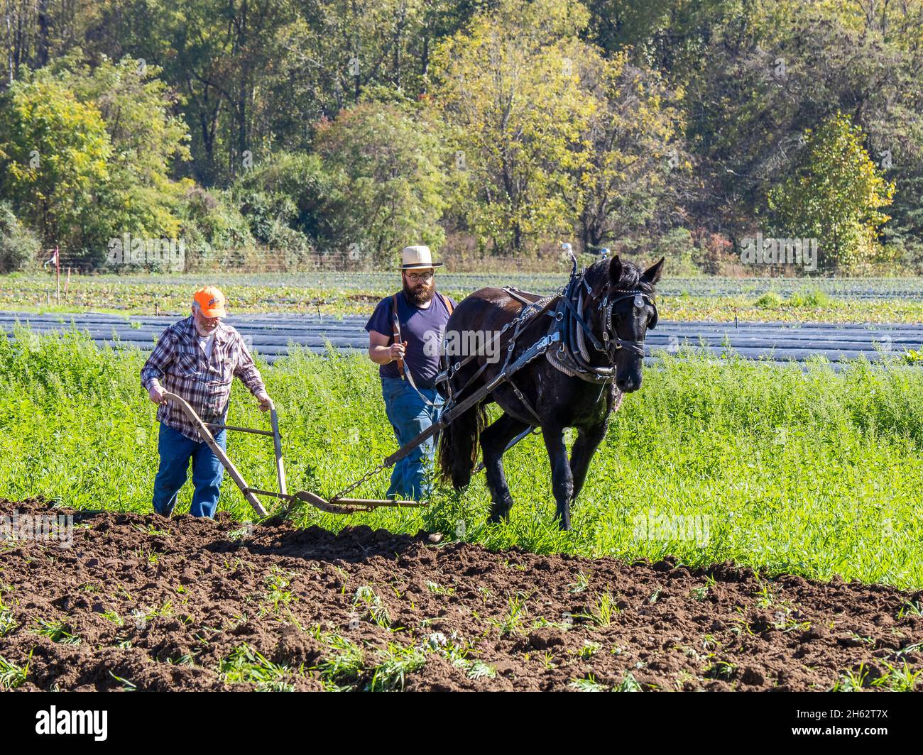 Old Fashioned farm field plowing with a horse at the Fall Fun Festival at Darnell Farms in Bryson City North Carolina Stock Photo
