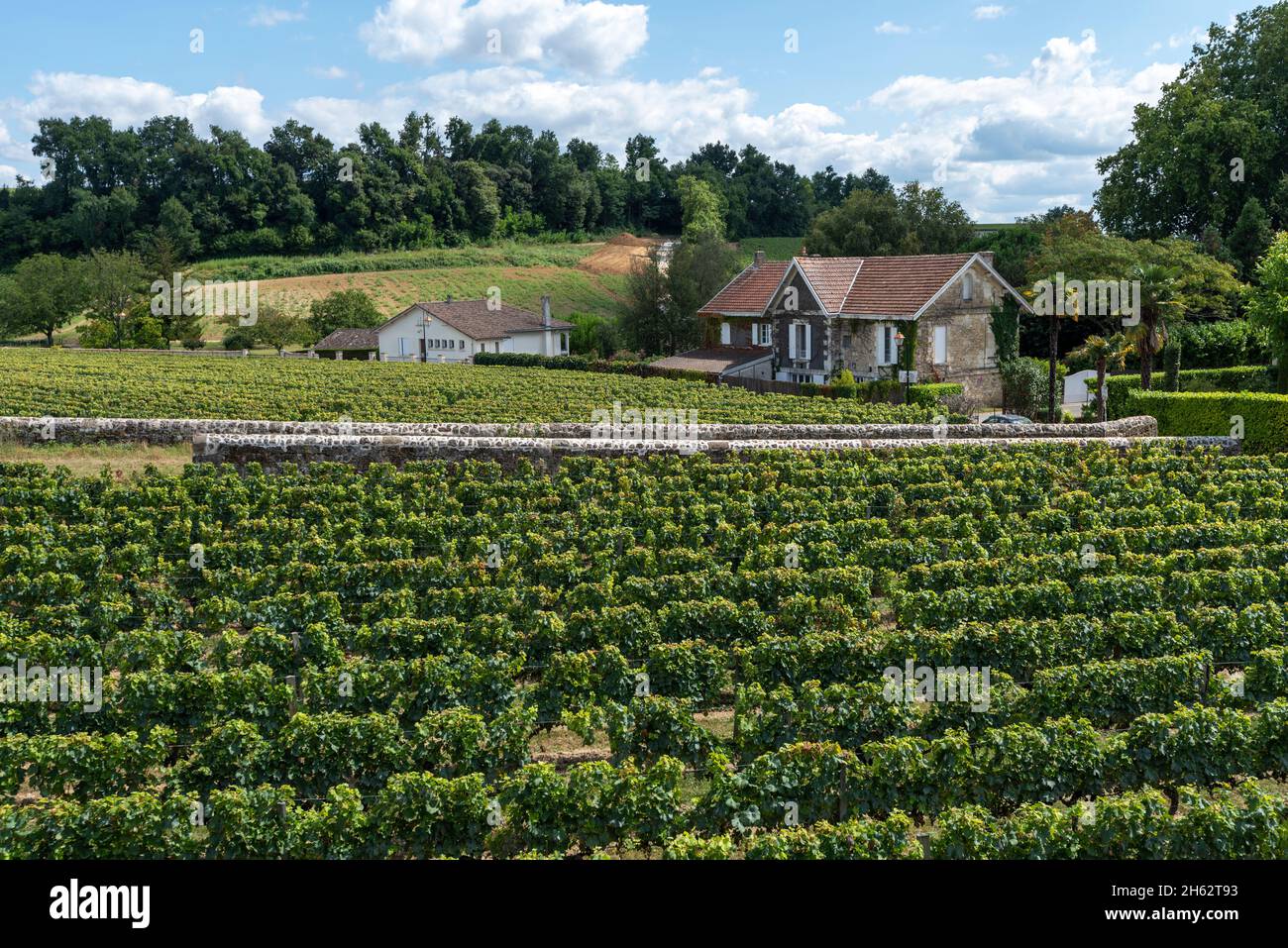france,nouvelleaquitaine,gironde department,saint emilion,grapevines