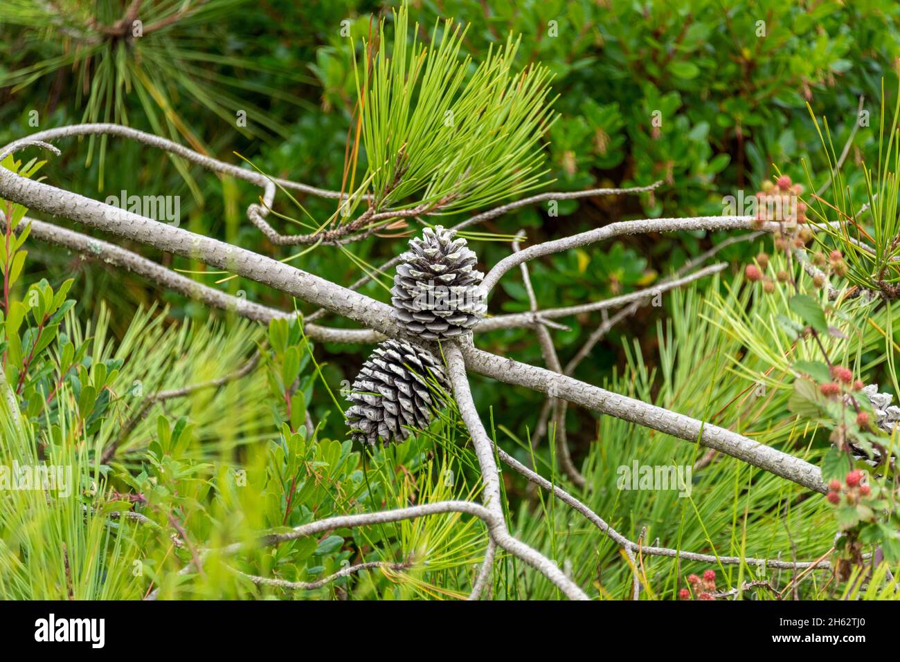two cones,pine tree,pine trees,france Stock Photo Alamy