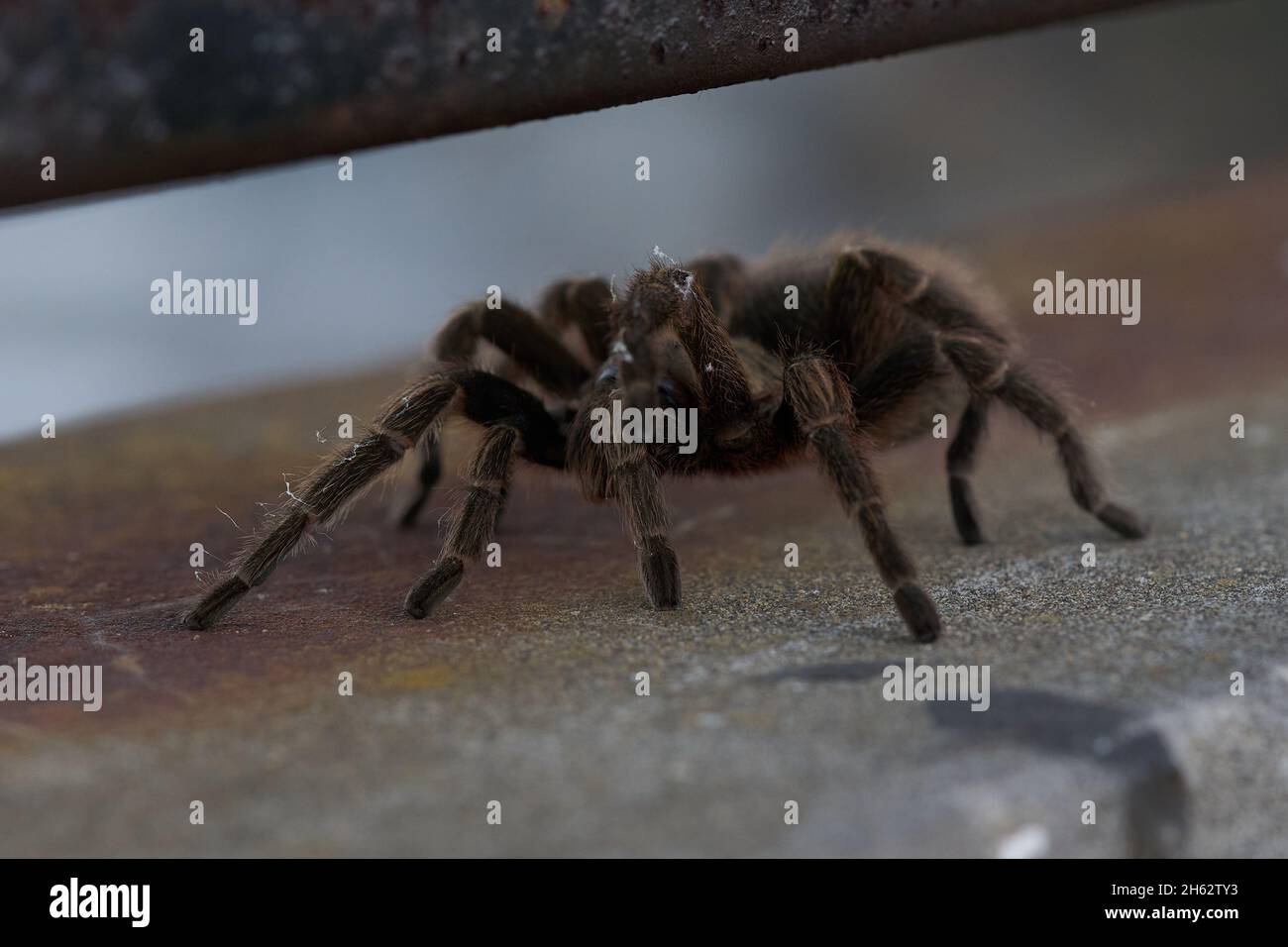 Spider Grammostola rosea walks along a wall. focus selective Stock ...