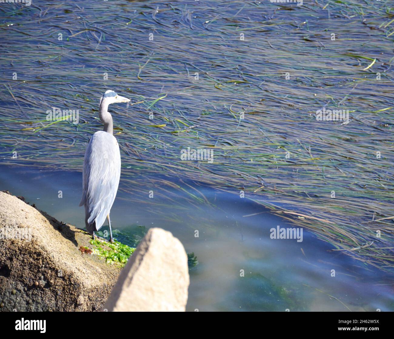 Heron standing near a seashore Stock Photo