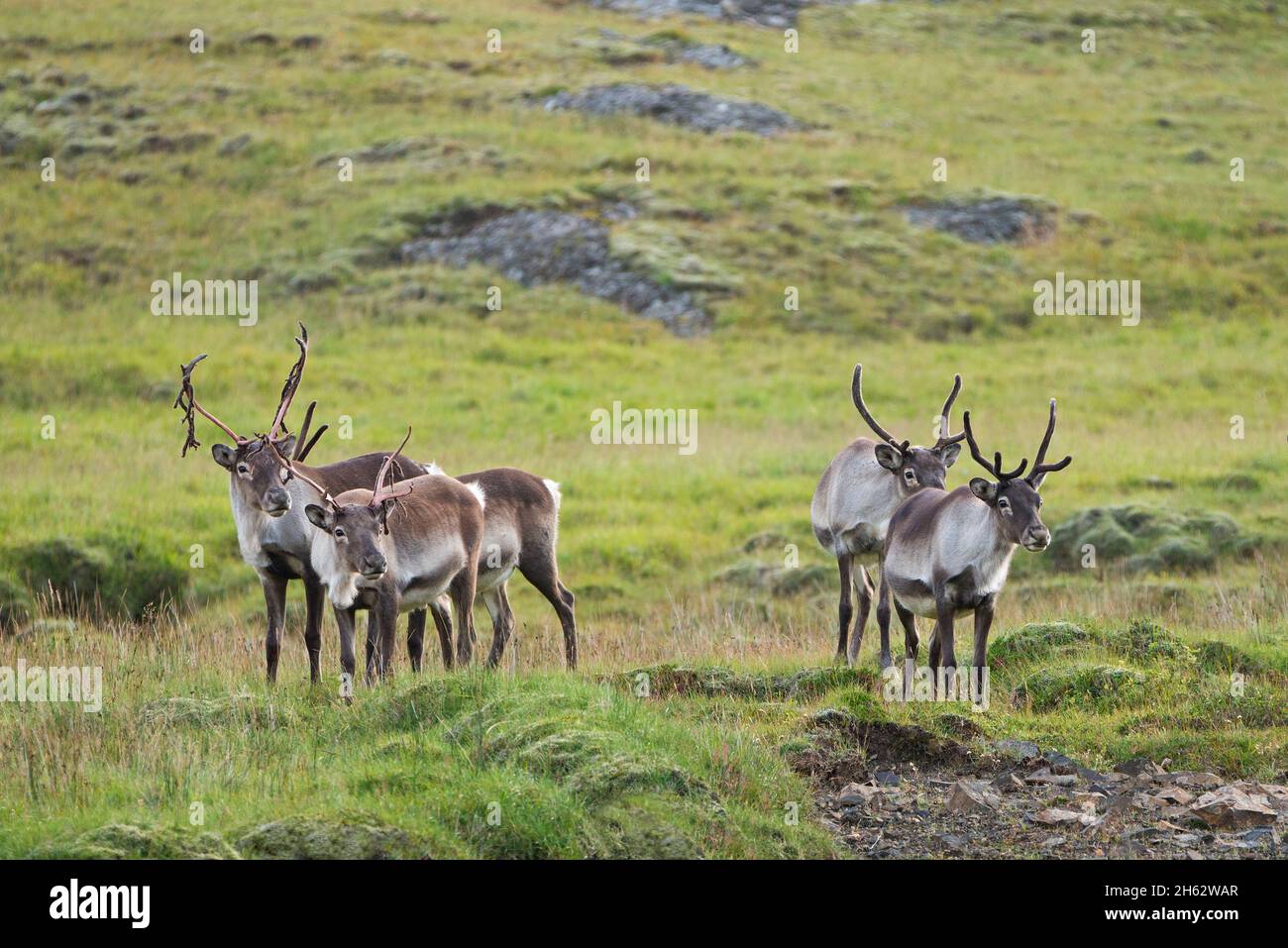 reindeer in east iceland,iceland Stock Photo