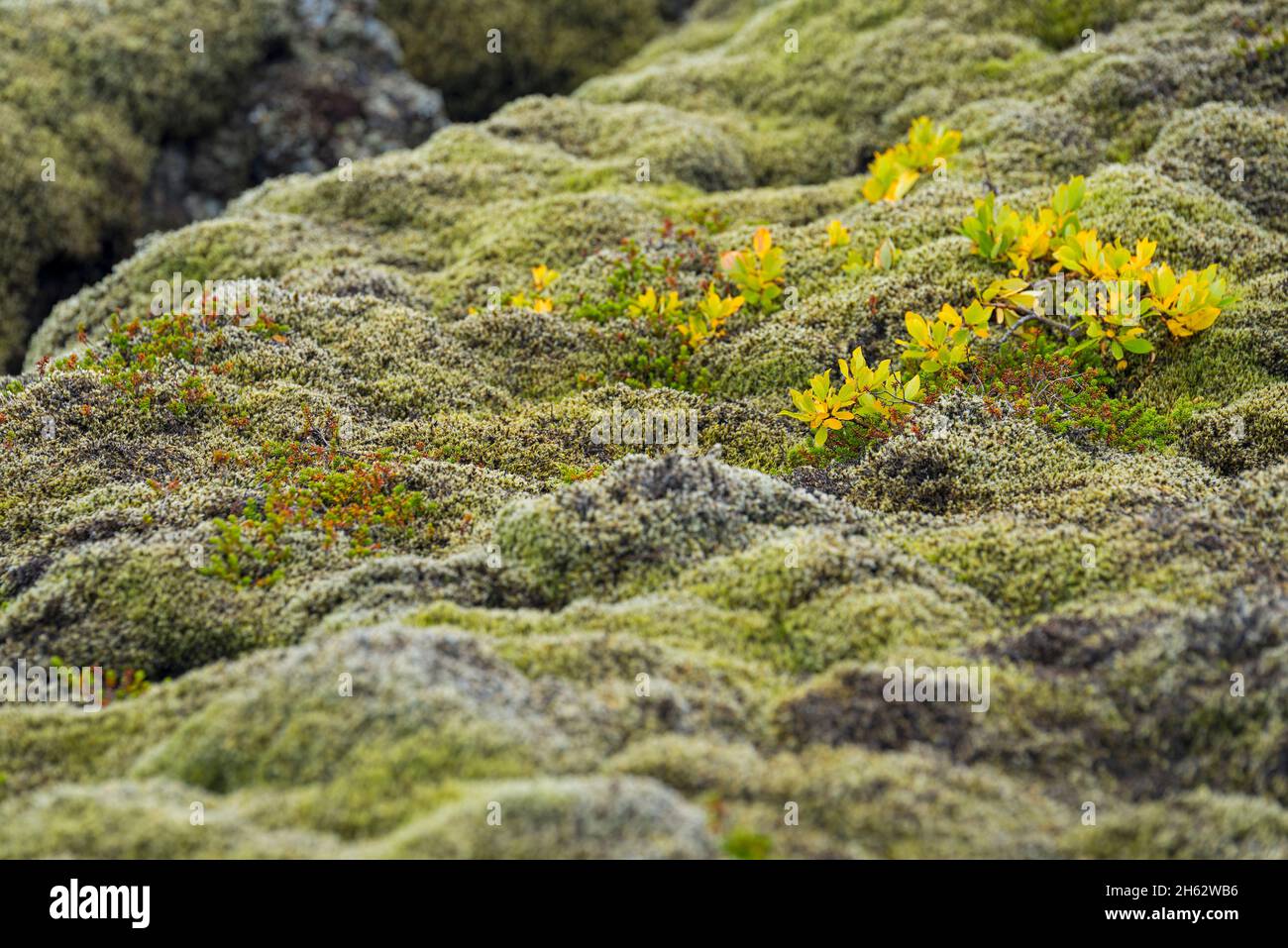 cushions of moss cover the lava rock on the reykjanes peninsula,in between the leaves of a small shrub turn yellow,iceland,southwest iceland Stock Photo