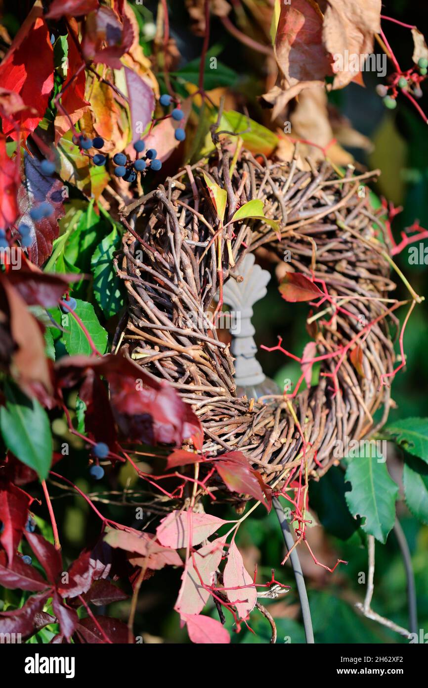 homemade wreath made from wild wine vines against a backdrop of common virgin vine (parthenocissus vitacea) Stock Photo