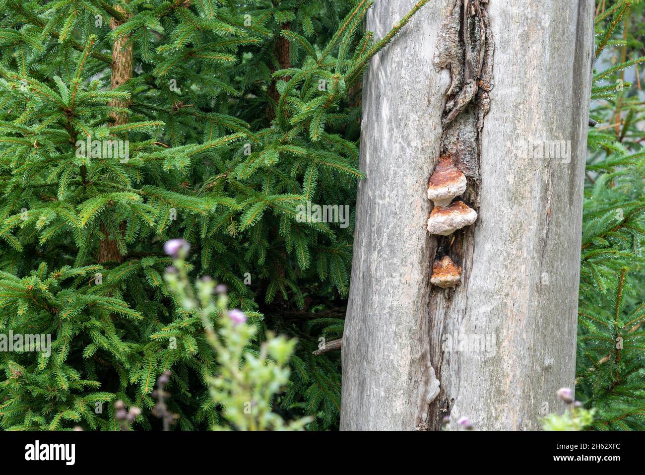 tree fungi,resin Stock Photo