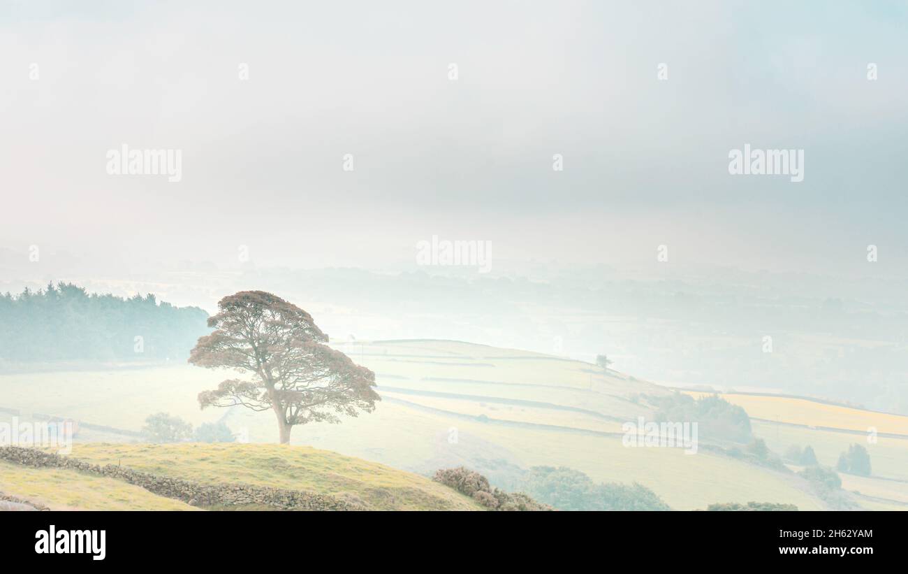 Painterly and dreamlike landscape scene.Tree. on misty fields.Beautiful foggy morning at the Roaches in Peak District, UK. Stock Photo
