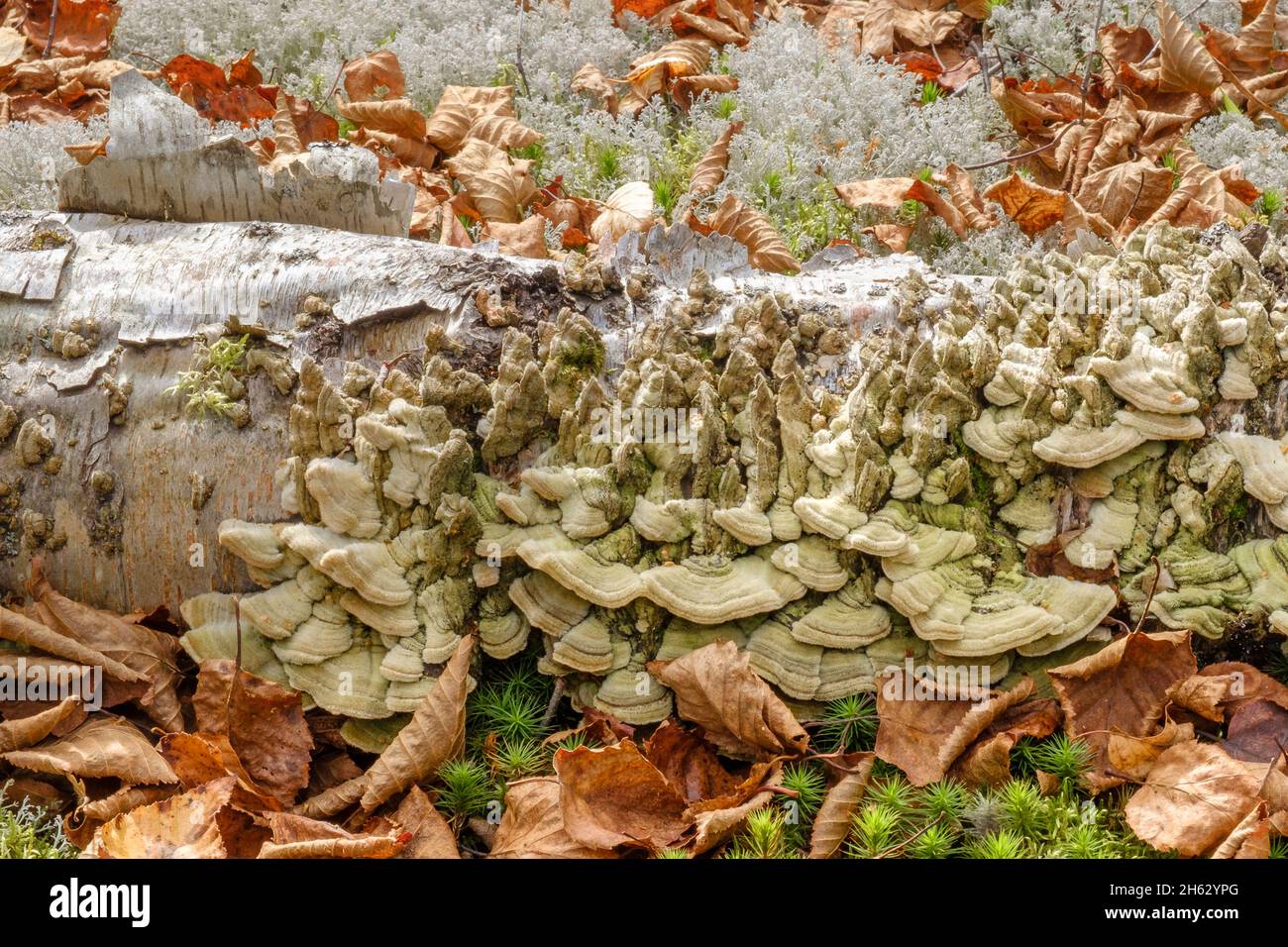 Turkey tail fungus on decaying birch log Stock Photo