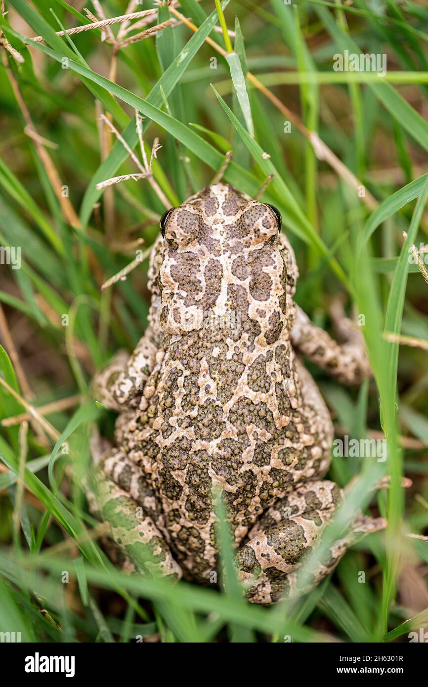Bufotes boulengeri siculus hires stock photography and images Alamy