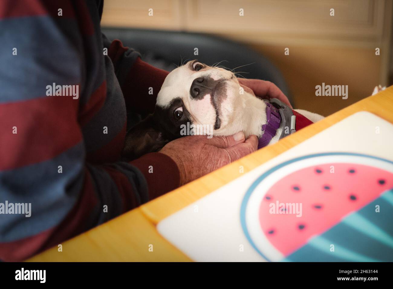 Funny little Boston Terrier puppy with her head resitng on a senior mans lap at ktchen table. She is looking up. Stock Photo