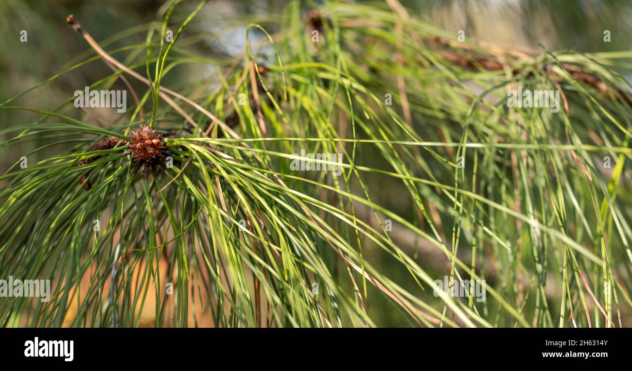 Pine cone with long green needles. Wide banner format Stock Photo - Alamy