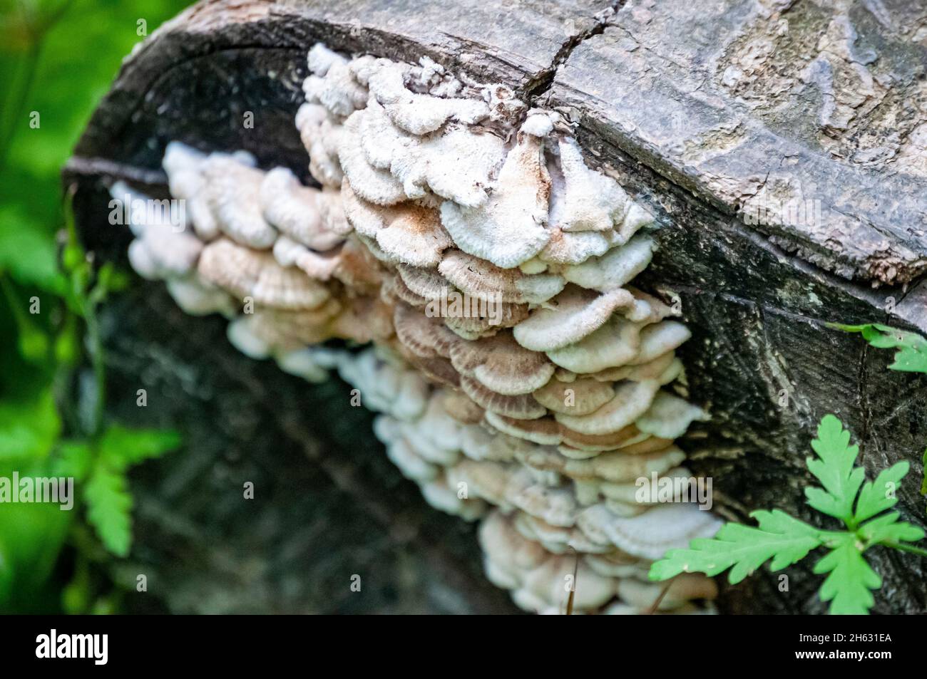 white heartwood rot (phellinus tremulae) on wood in krka national park,croatia Stock Photo