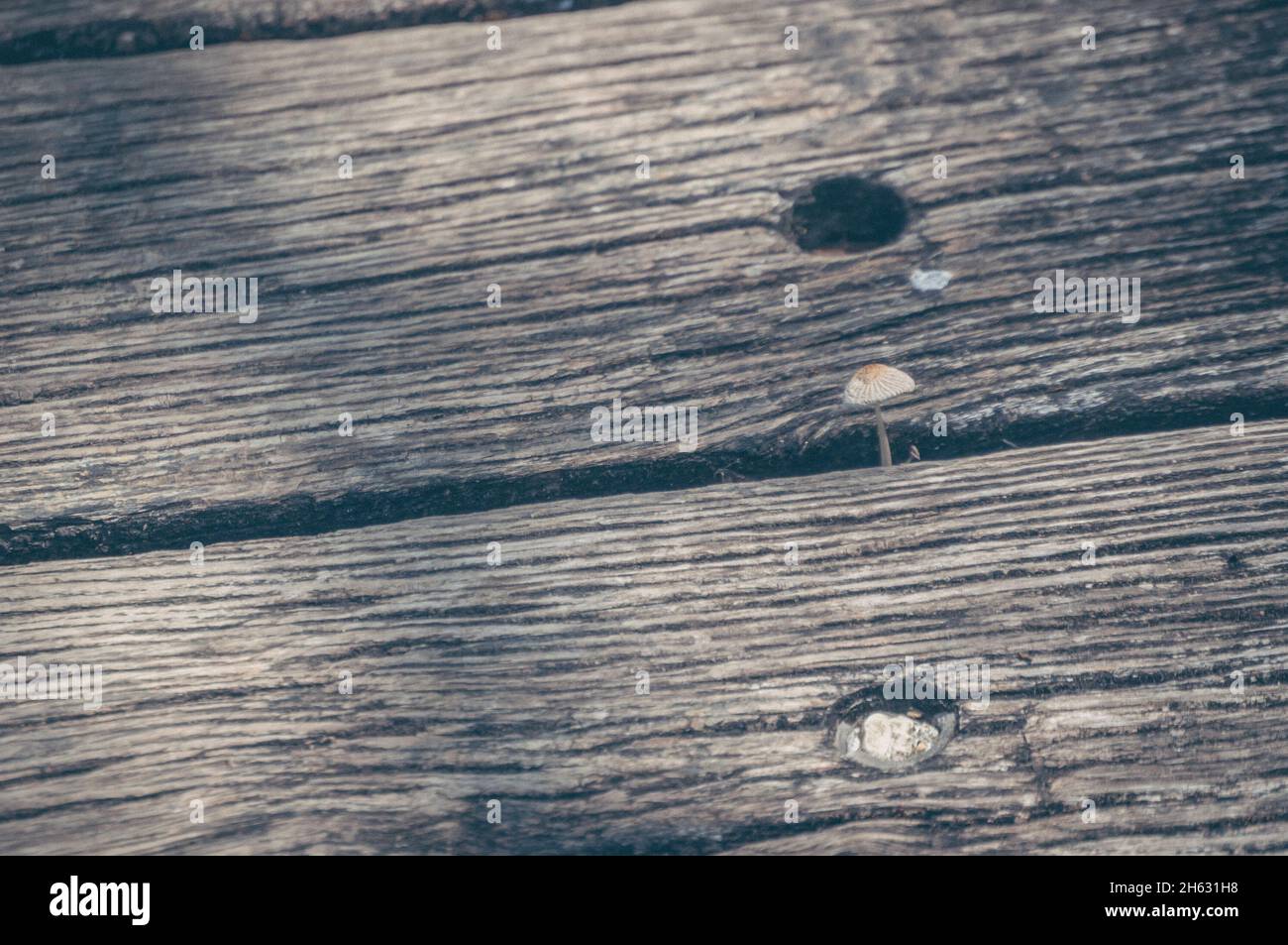 a small mushroom on a wooden plank Stock Photo