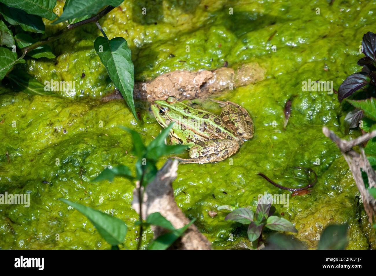 a wild green water frog in krka national park,croatia Stock Photo