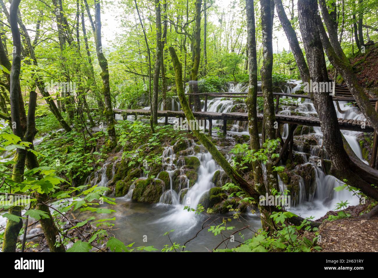 a wooden walkway surrounded by trees,waterfalls and greenery in plitvice national park,croatia Stock Photo