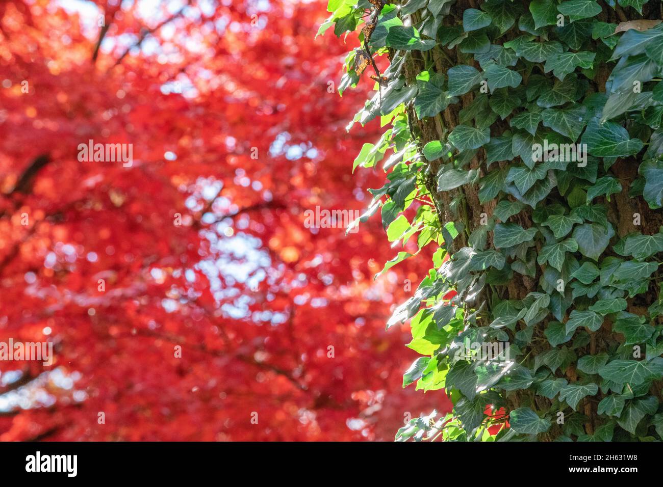 Fall Leaves on maple trees and bushes reach their autumn peak near