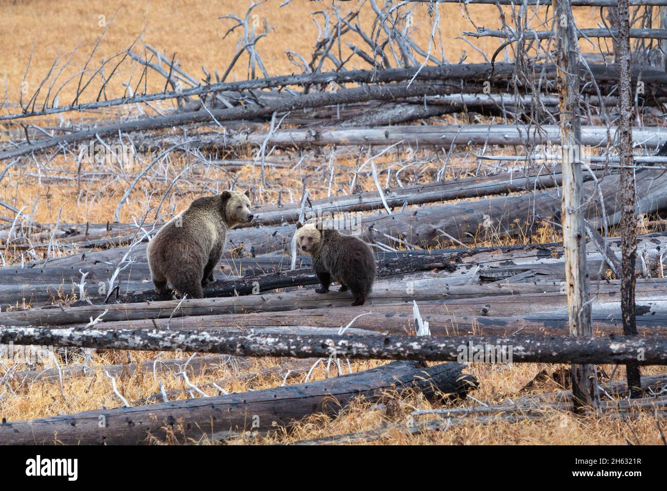 The grizzly bear nicknamed, Raspberry, with her cub as they look back ...