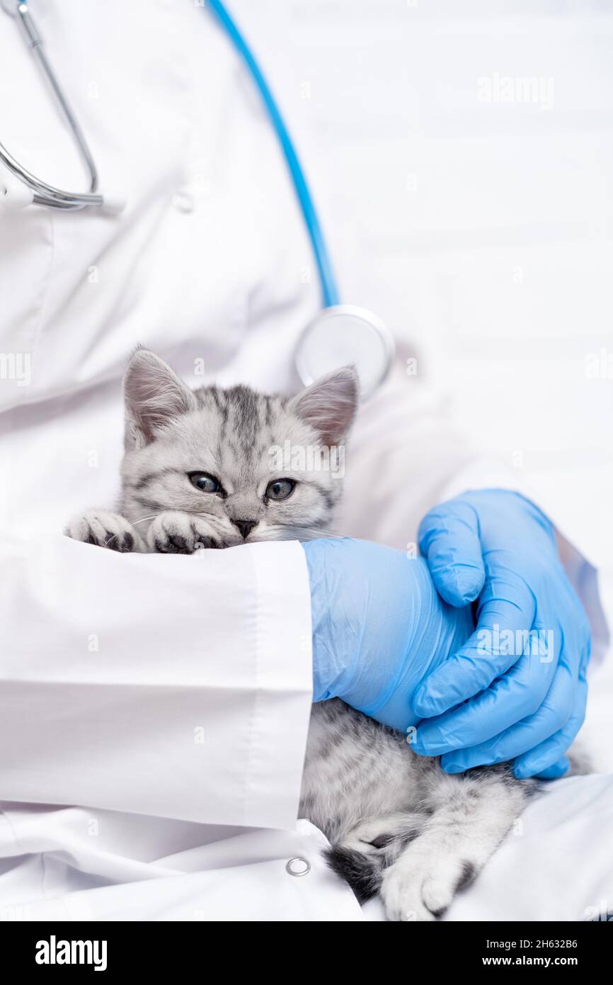 Veterinarian doctor with small gray Scottish kitten in his arms in