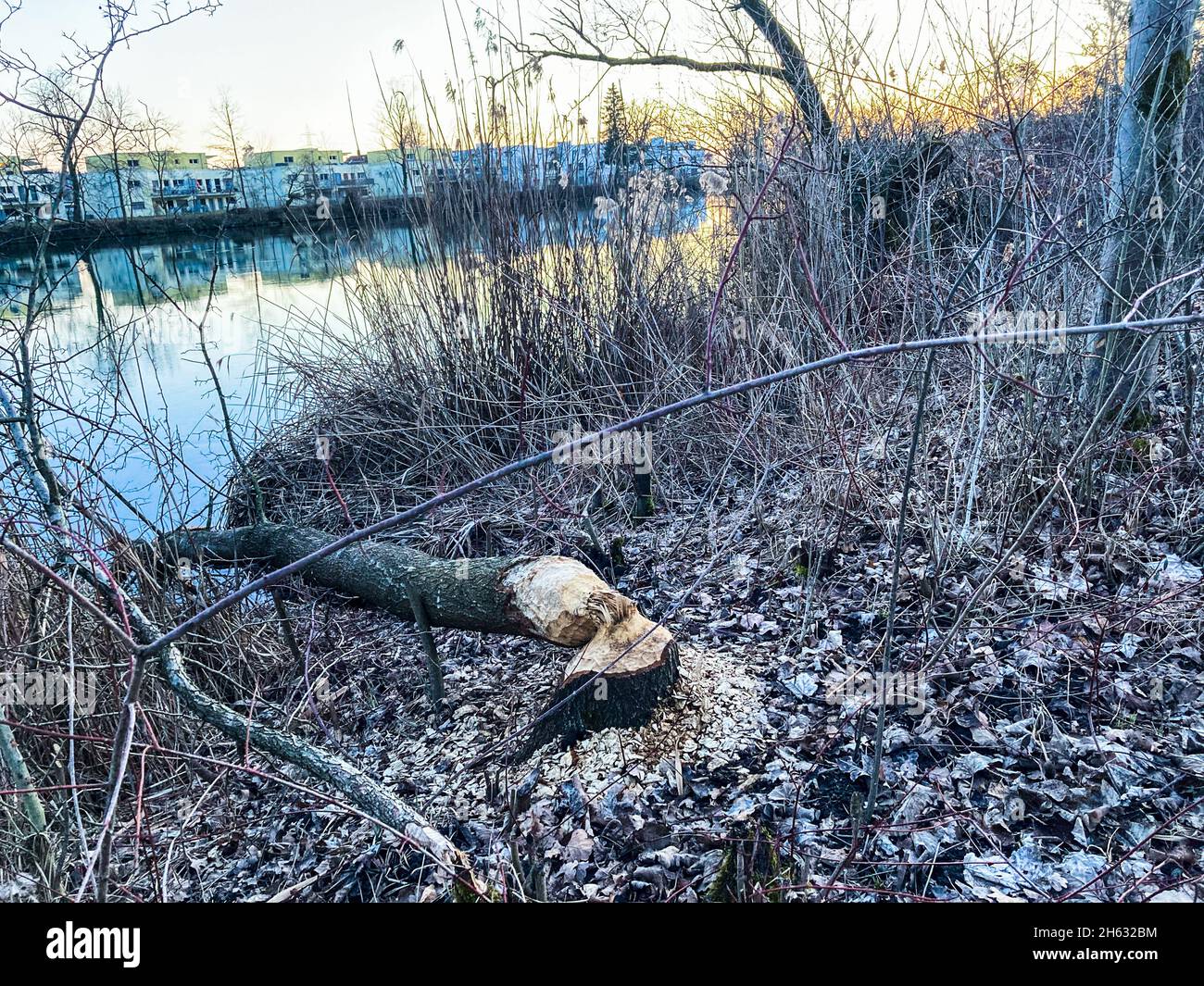 Beaver damage on a tree hires stock photography and images Alamy