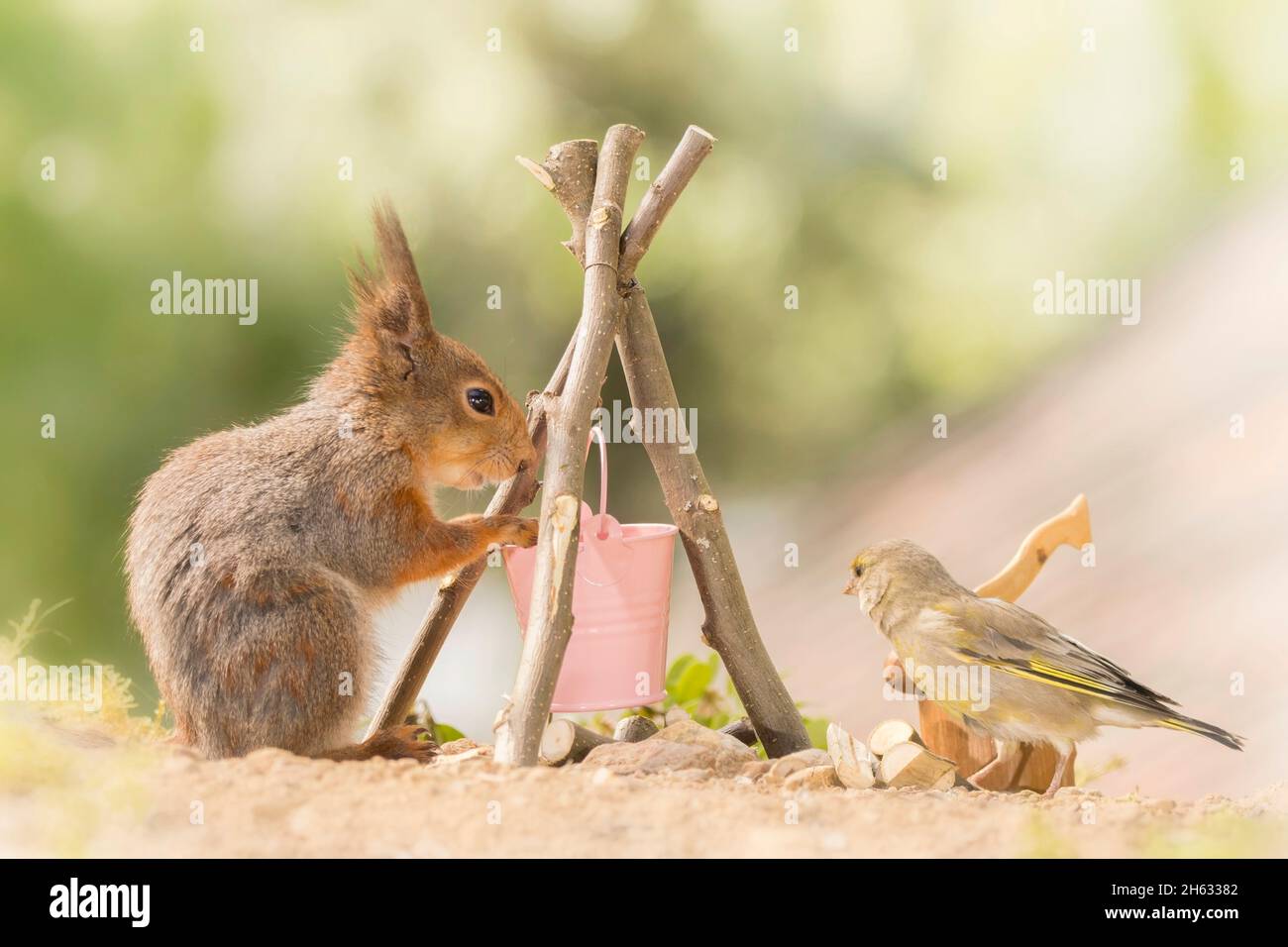 close up of red squirrel standing with a bucket and campfire with a green finch watching Stock Photo