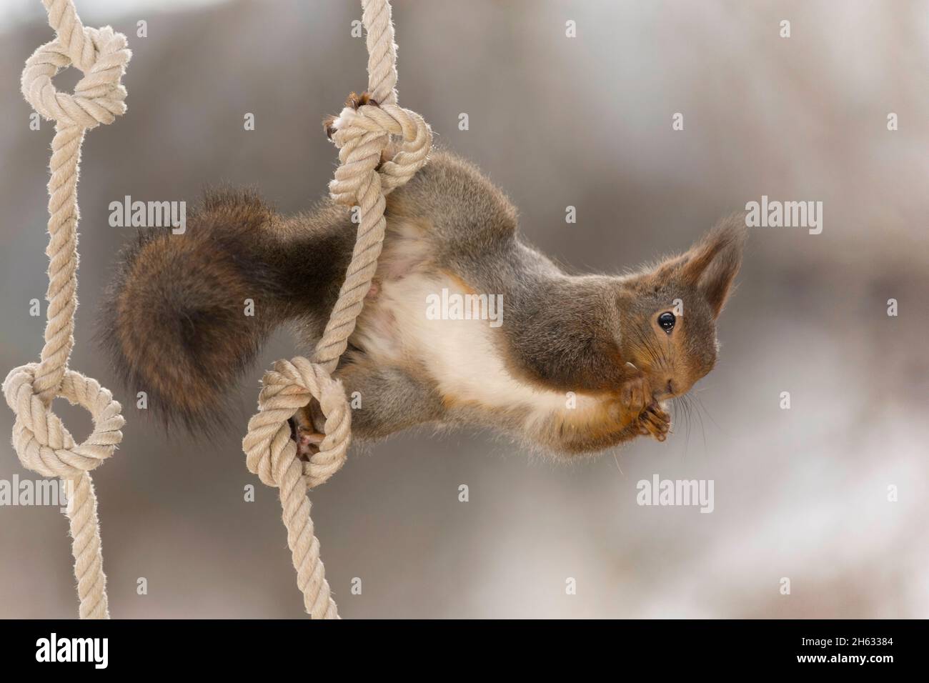 close up of red squirrel hanging on the side on a rope with knots Stock Photo