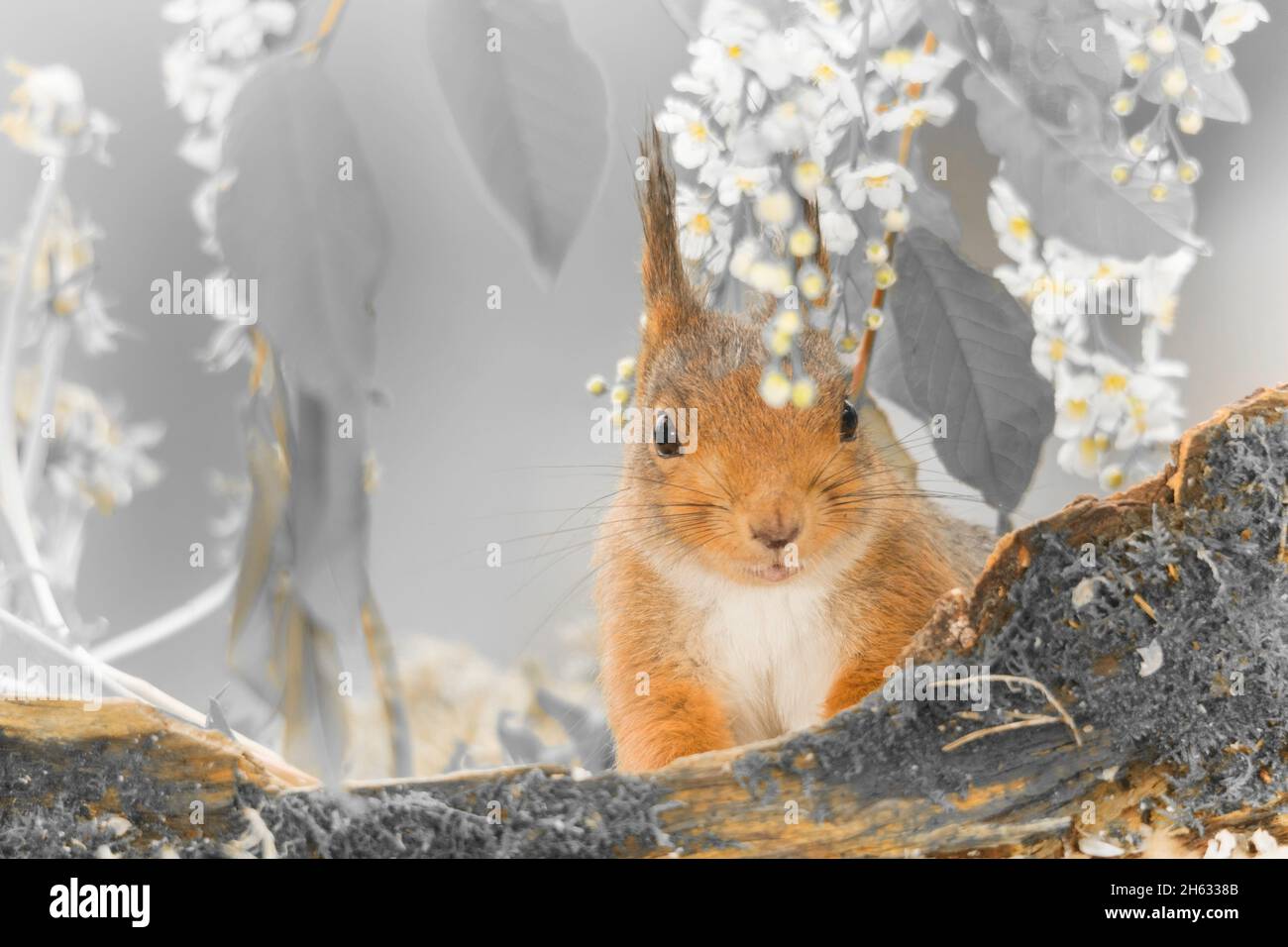 close up of red squirrel watching at the viewer behind a tree trunk with moss and flowers Stock Photo