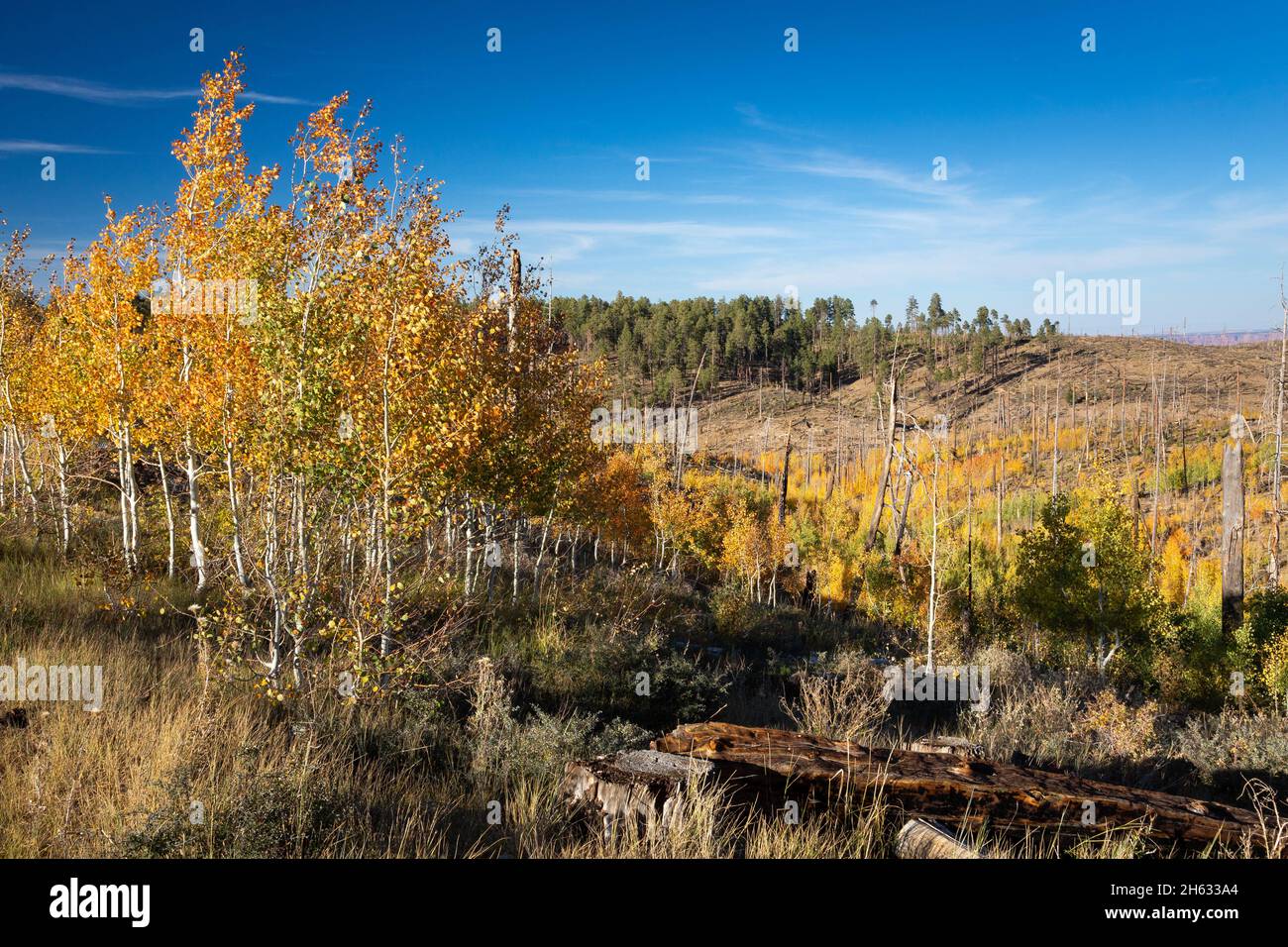 Fall aspen trees thriving in a recovering forest fire burn area on the