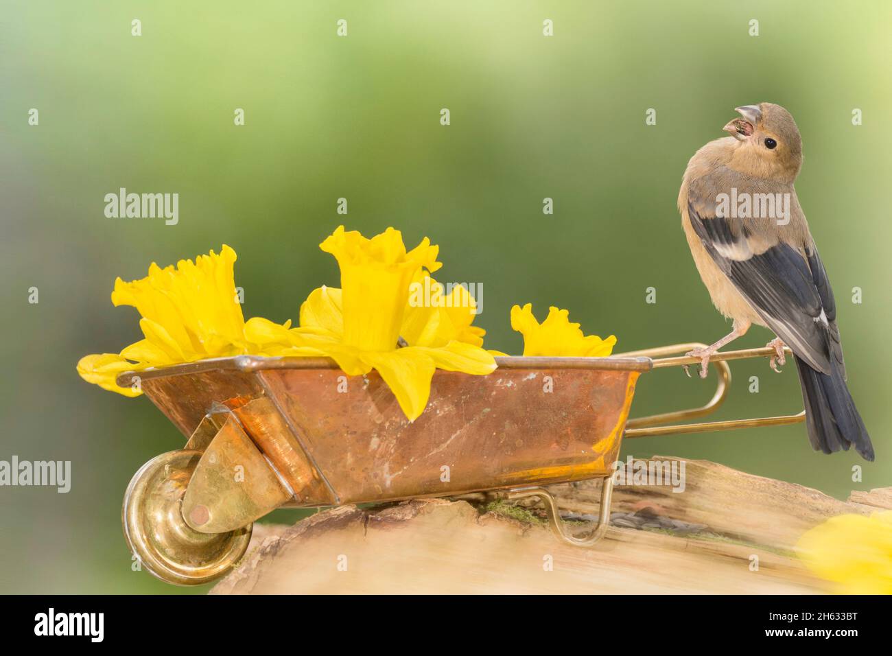 close up of young bullfinch standing on on a wheelbarrow with daffodil flowers with open mouth Stock Photo