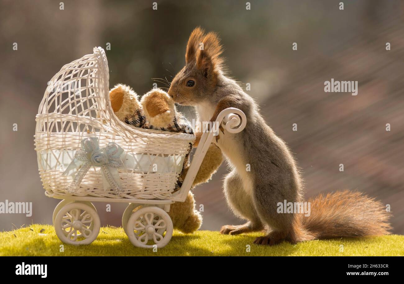 red squirrel holding pram with a falling bear Stock Photo
