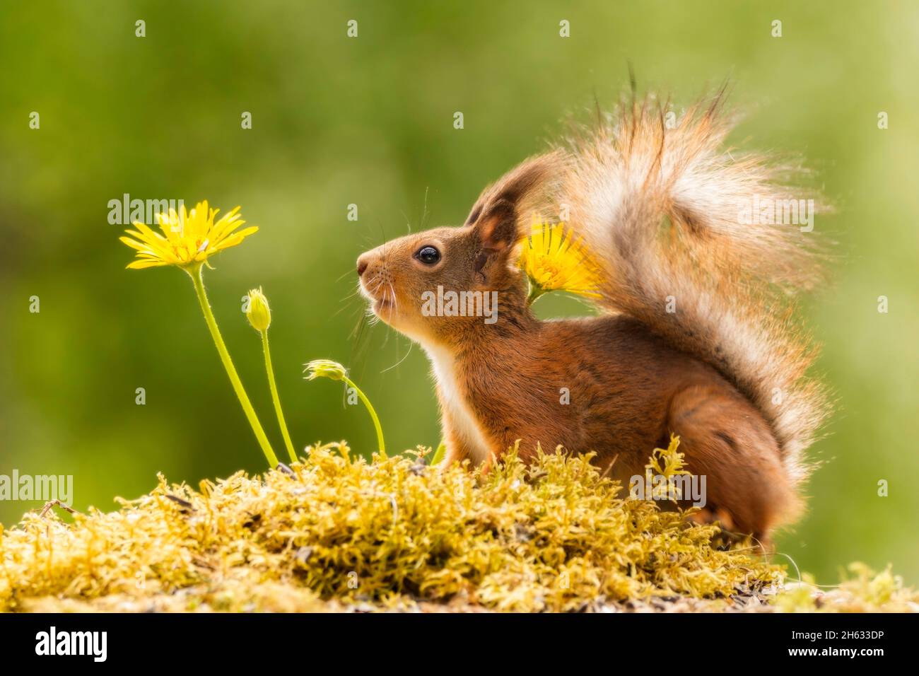 close up of red squirrel standing with yellow flowers looking away Stock Photo