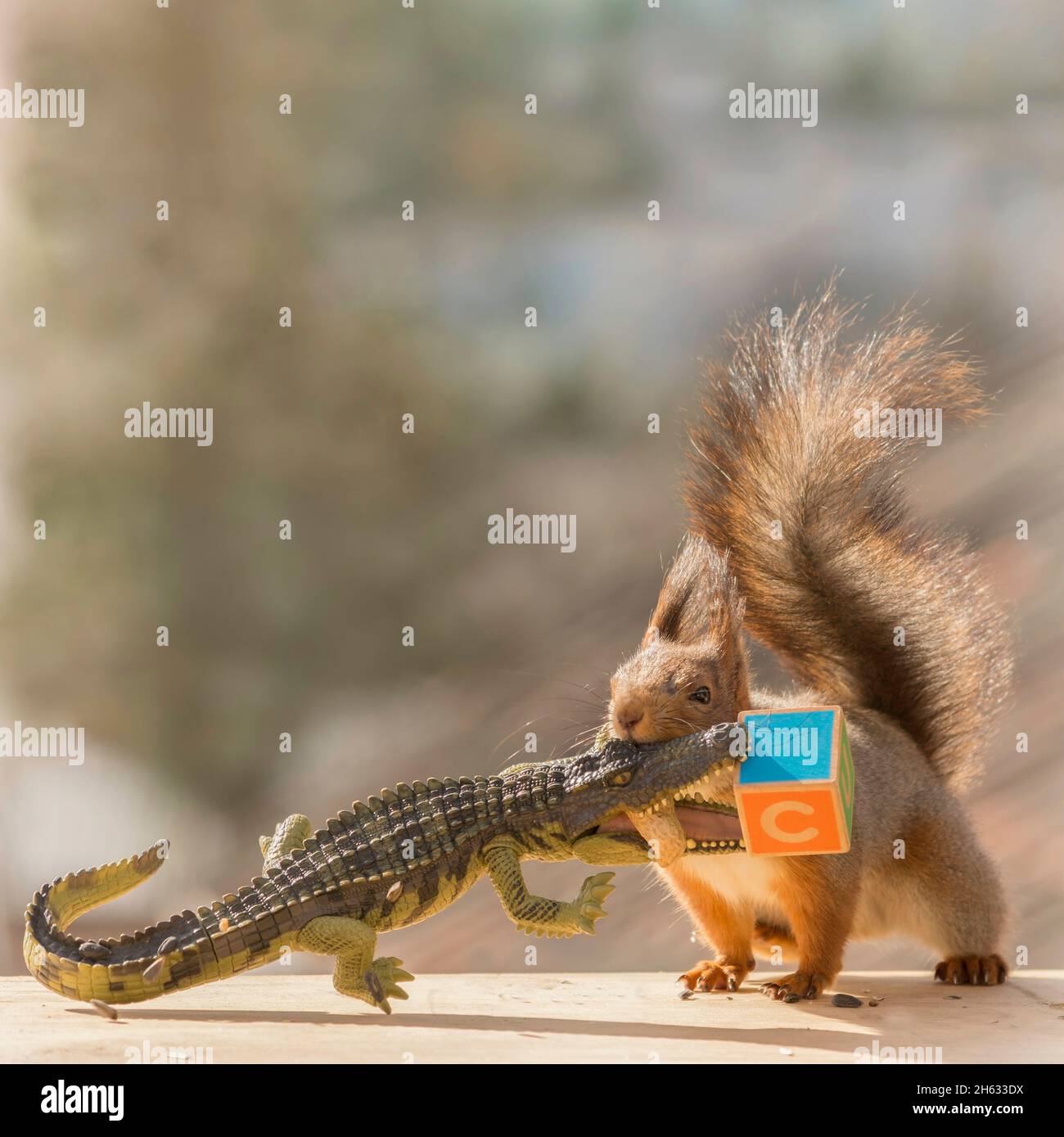 close up of red squirrel holding in mouth a crocodile with a wooden block with capital Stock Photo