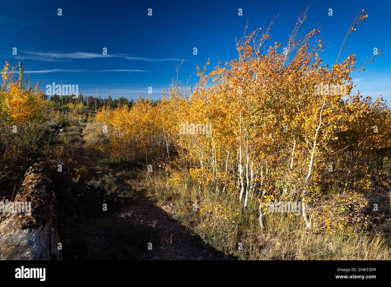 Young aspen trees in a forest fire burn area changing for the autumn