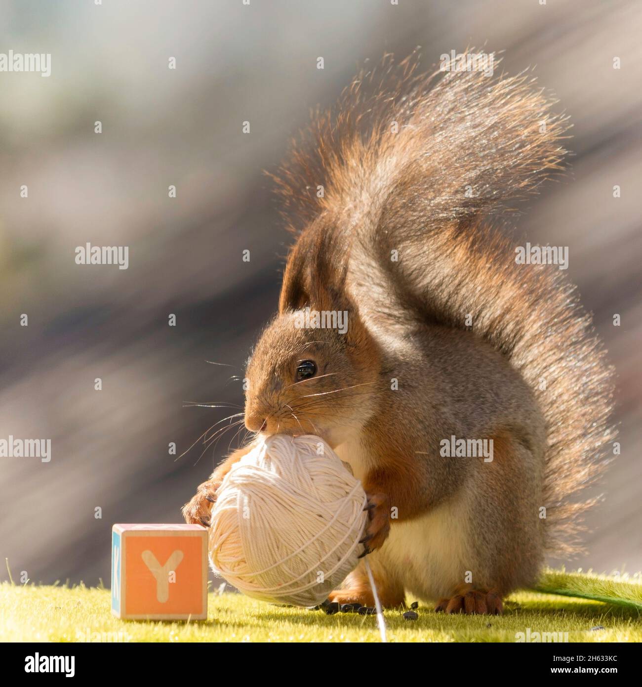 close up of red squirrel holding a ball of yarn with capital beneath Stock Photo