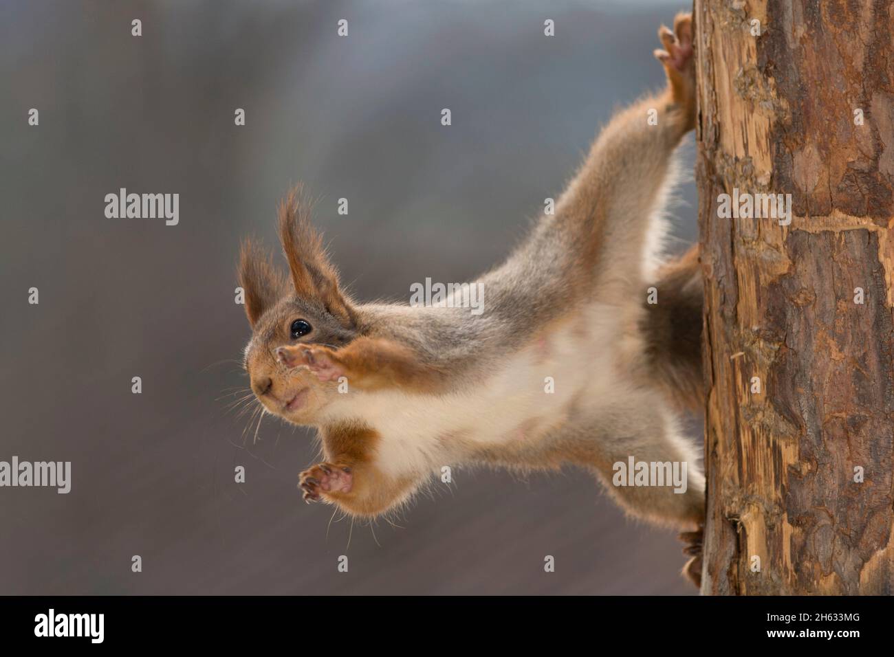 close up of red squirrel standing on her side against tree reaching out ...