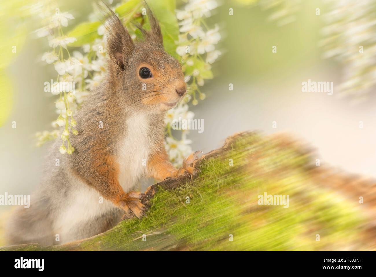 close up of red squirrel watching away standing behind a tree trunk with moss and flowers Stock Photo