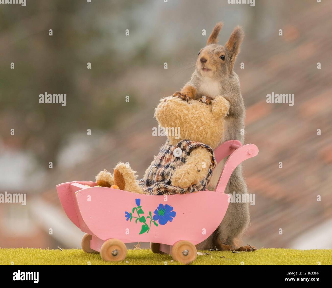 red squirrel holding a pram with a bear Stock Photo