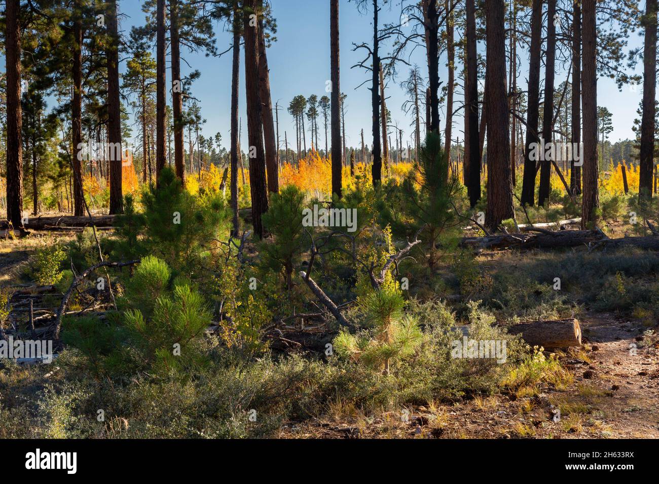 Young new ponderosa pine trees growing below taller and older pines