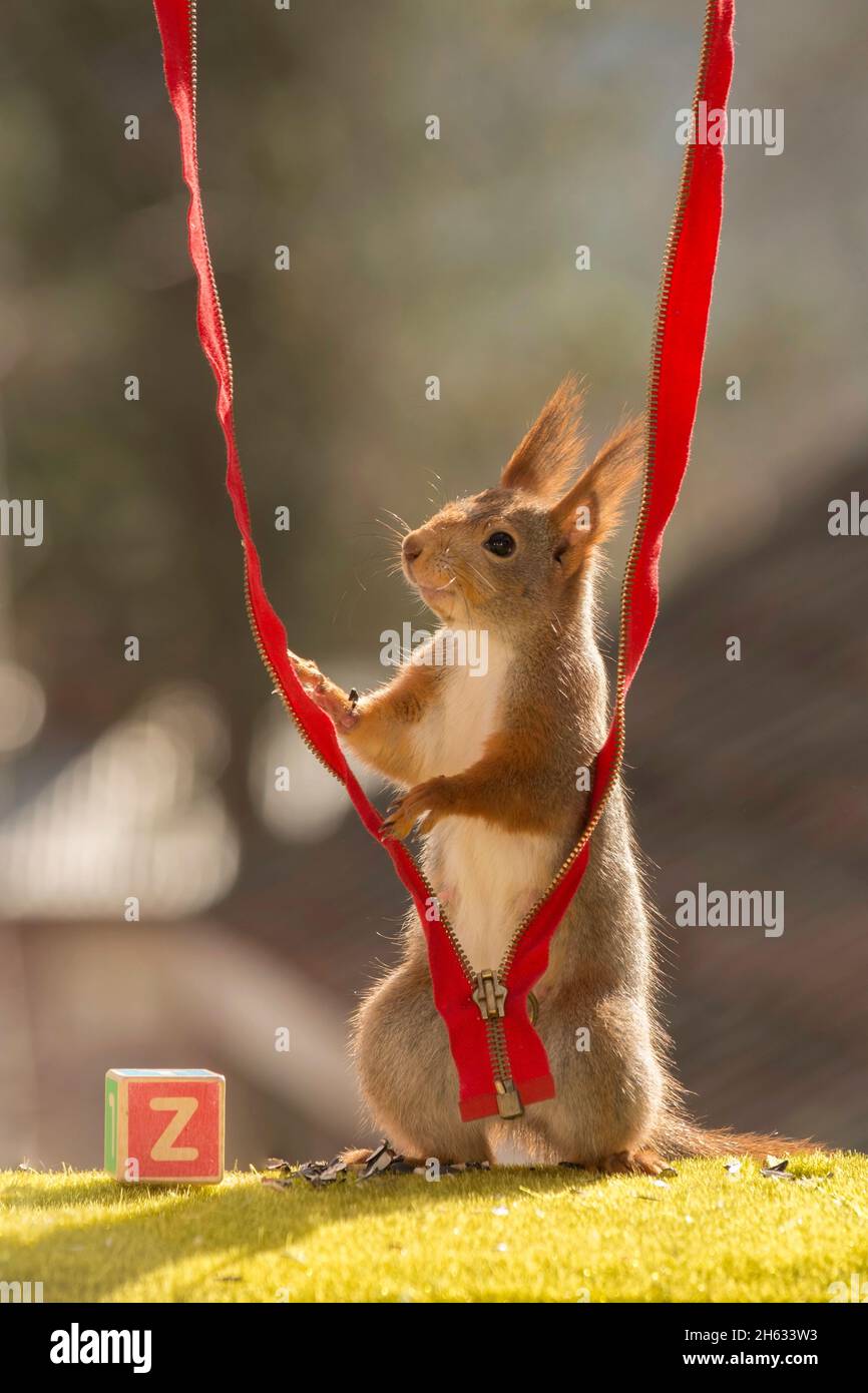 close up of red squirrel holding a red zipper with a wooden block with capitel Stock Photo