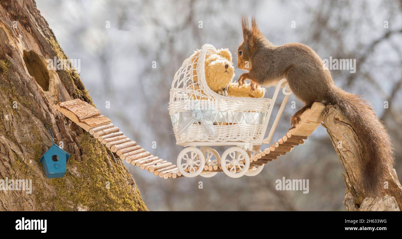 close up of red squirrel standing on bridge with a stroller and bear directed to a hole of a tree with a small bird house Stock Photo