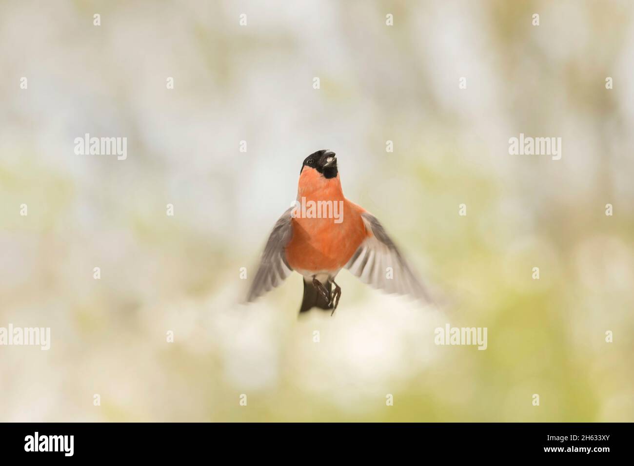 close up of male bullfinch flying in the air,looking up with blurry wings Stock Photo