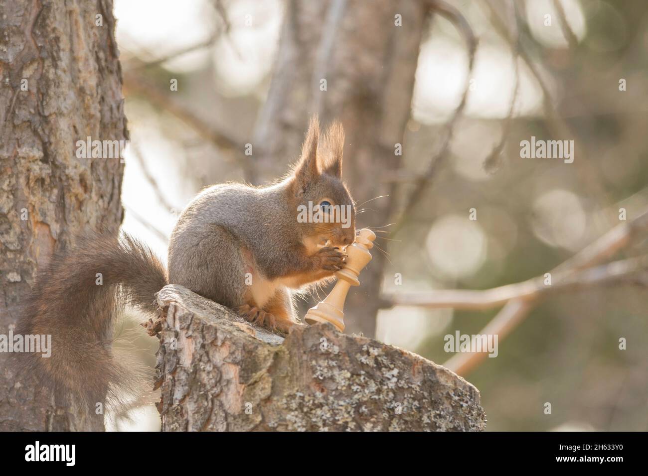 close up of red squirrel in tree with a chess piece in hands Stock Photo