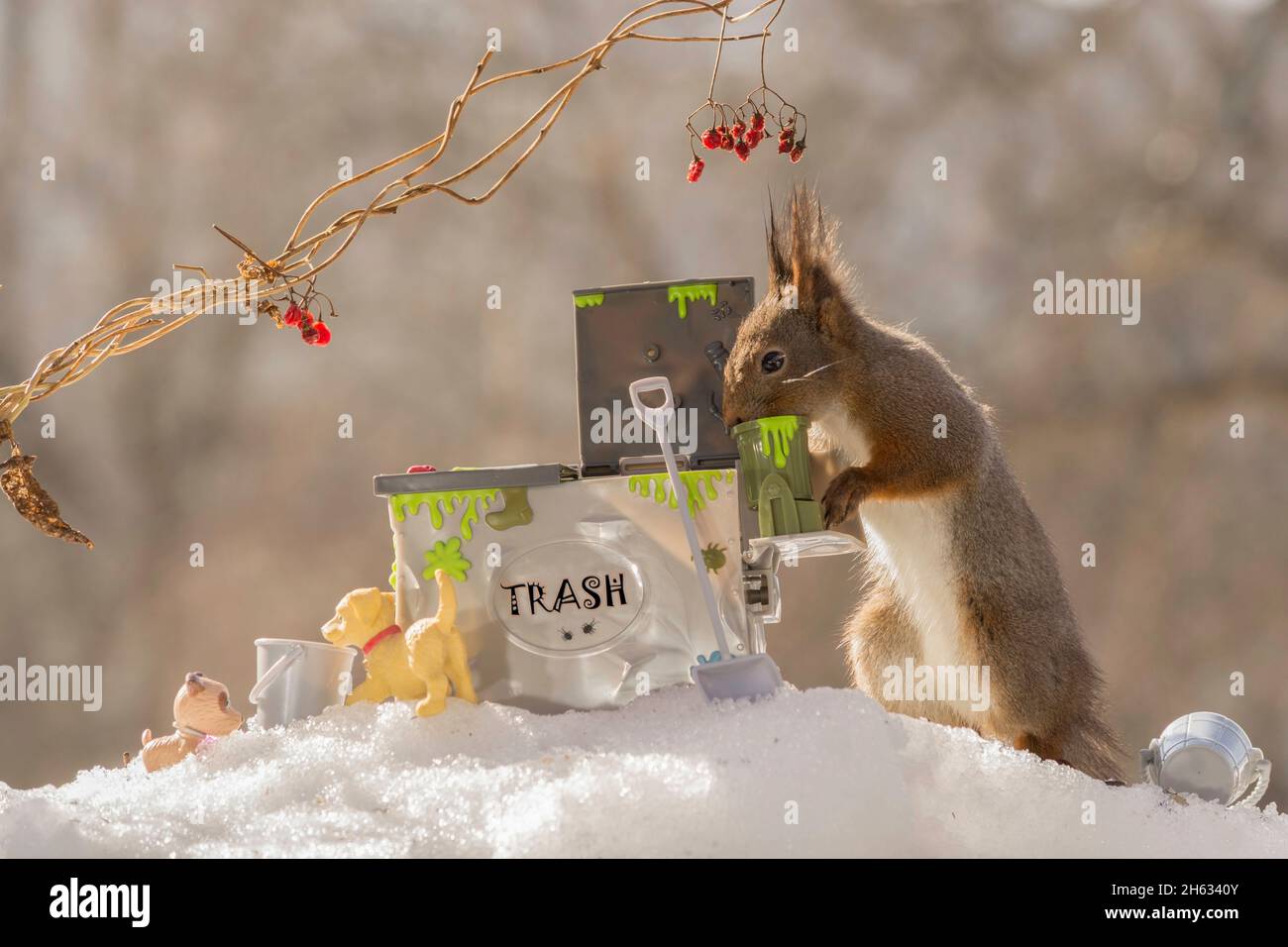 profile and close up of red squirrel standing eating out of a trash can Stock Photo