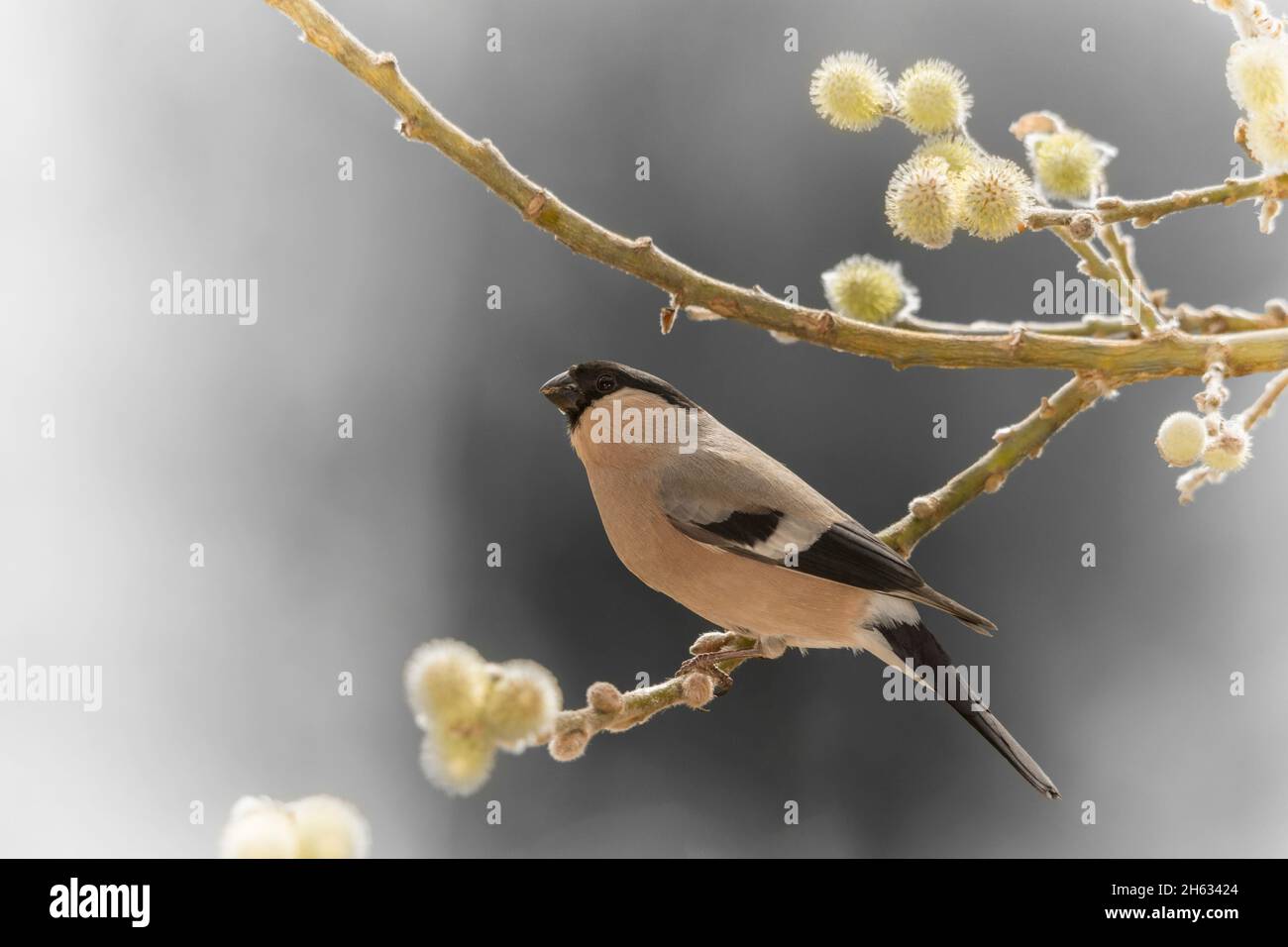 profile and close up of female bullfinch on willow branches with flowers Stock Photo