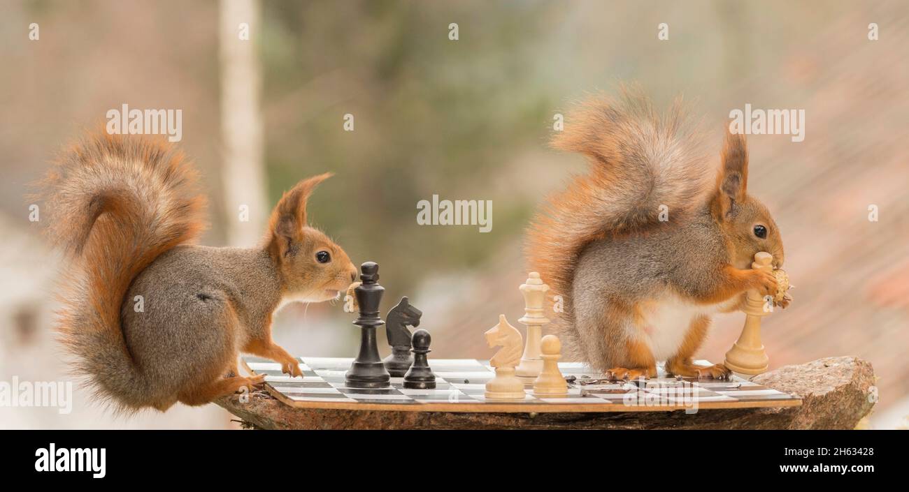 close up of red squirrels with a chess piece in hands on a board Stock Photo