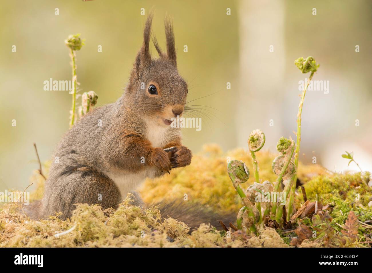 close up of red squirrel looking to the side with a happy face Stock Photo