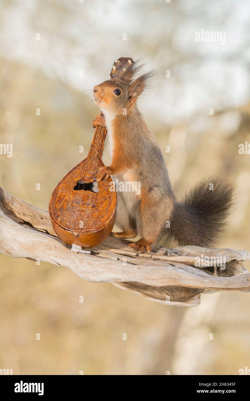 close up of female red squirrel standing on a tree trunk with a music instrument Stock Photo